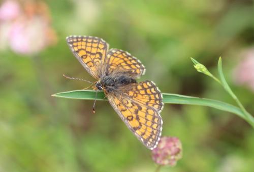 Melitaea parthenoides